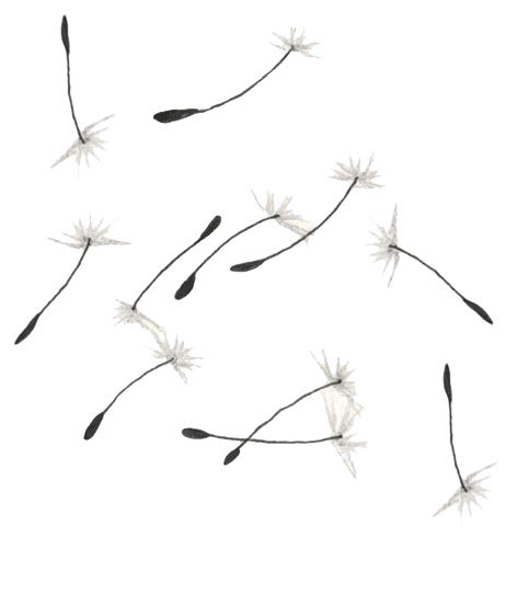 soffione_petali